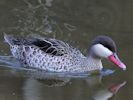 Red-Billed Teal (WWT Slimbridge July 2012) - pic by Nigel Key